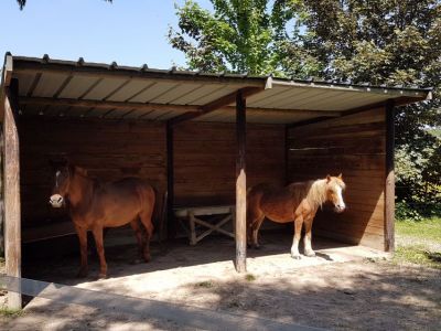 Nos compagnons à 4 pattes